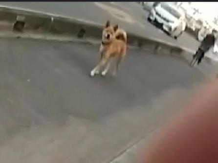 目撃された犬 目撃された犬