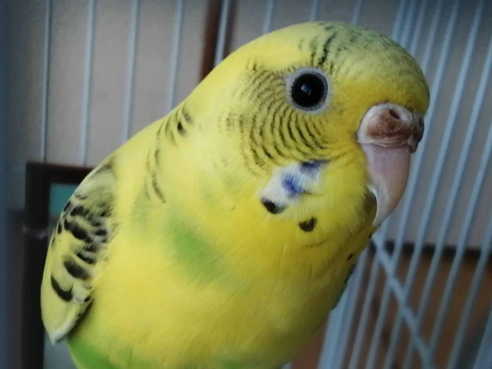 ちーたろうちゃん