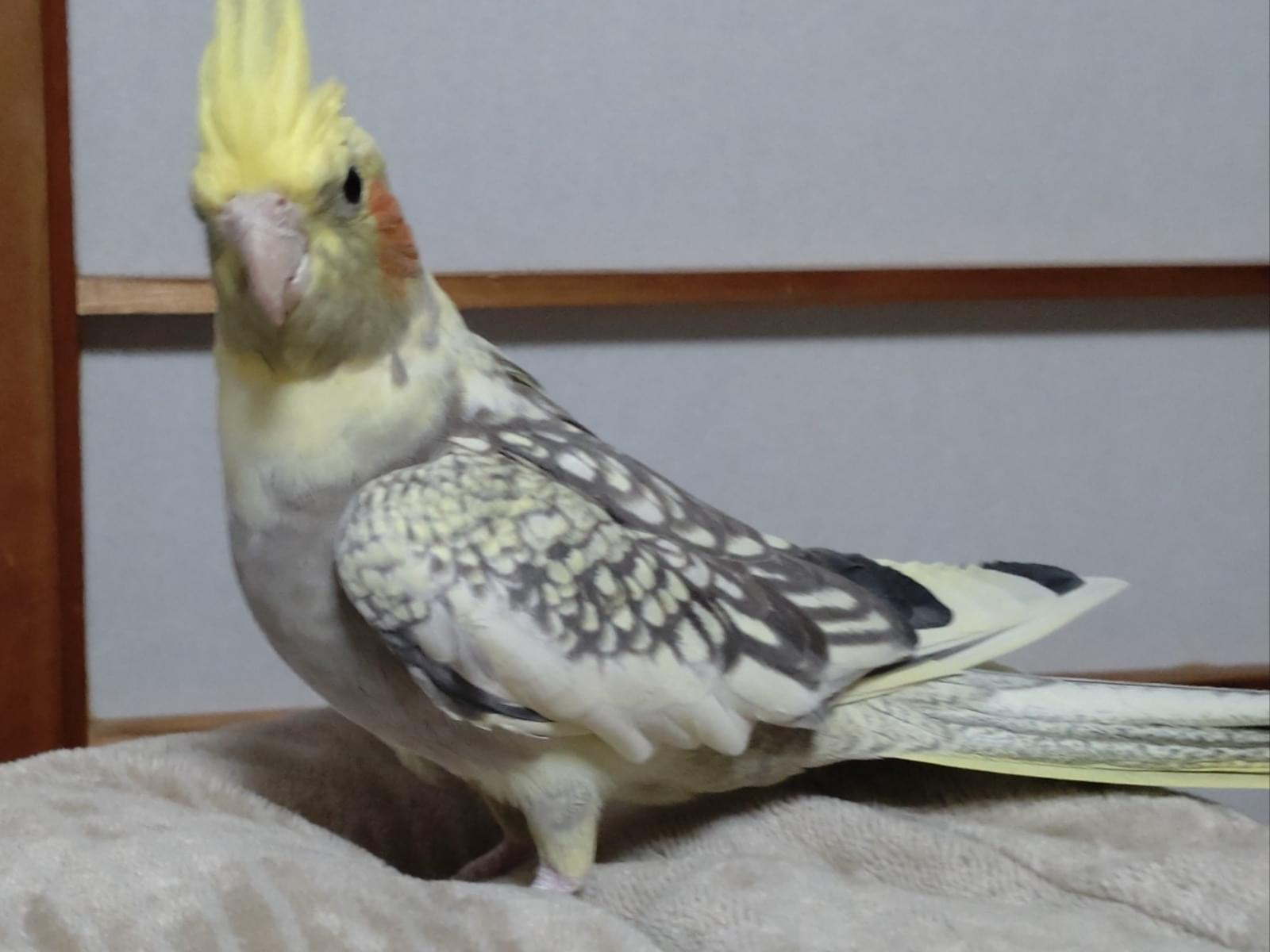 パチるちゃん パチるちゃん