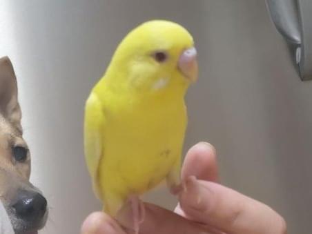 ハムちゃん ハムちゃん