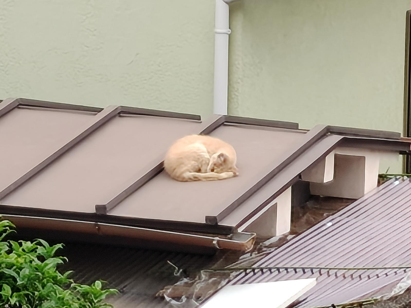 目撃された猫