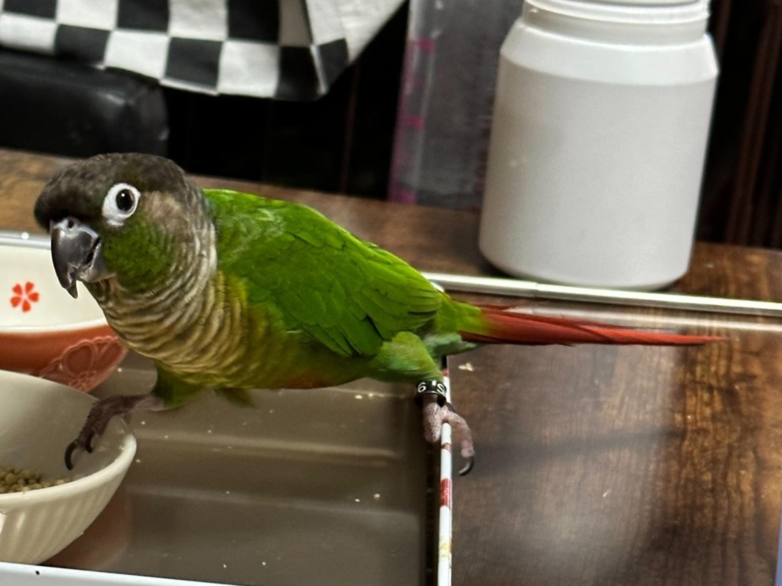 わさびちゃん わさびちゃん