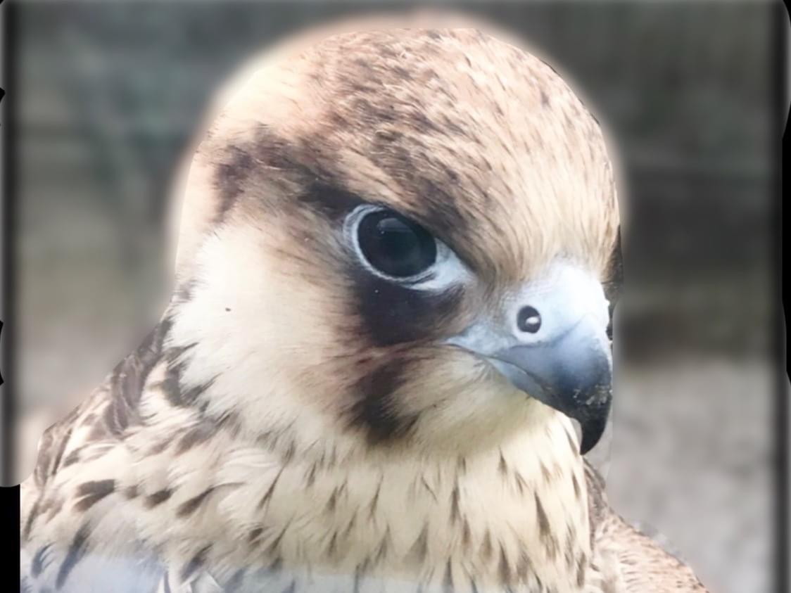 保護された鳥 保護された鳥