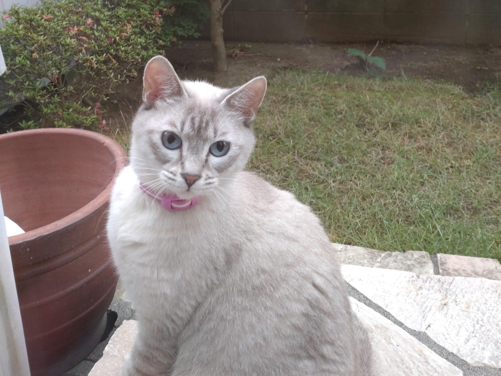 目撃された猫 目撃された猫