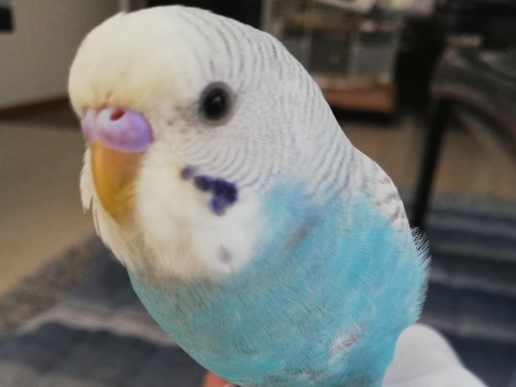 そらちゃん そらちゃん
