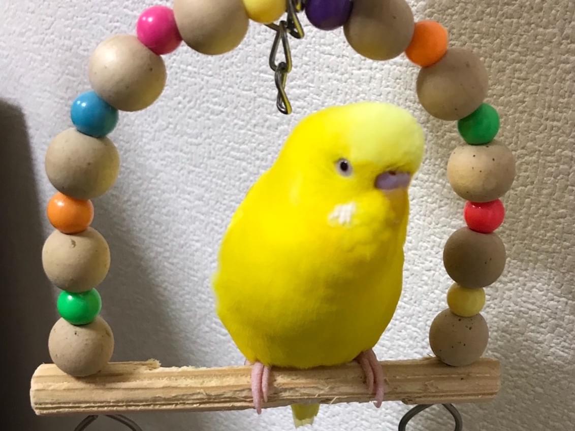 ピチちゃん ピチちゃん