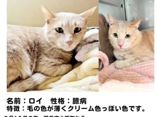 ⭐︎クリーム色の茶トラを探しています⭐︎
