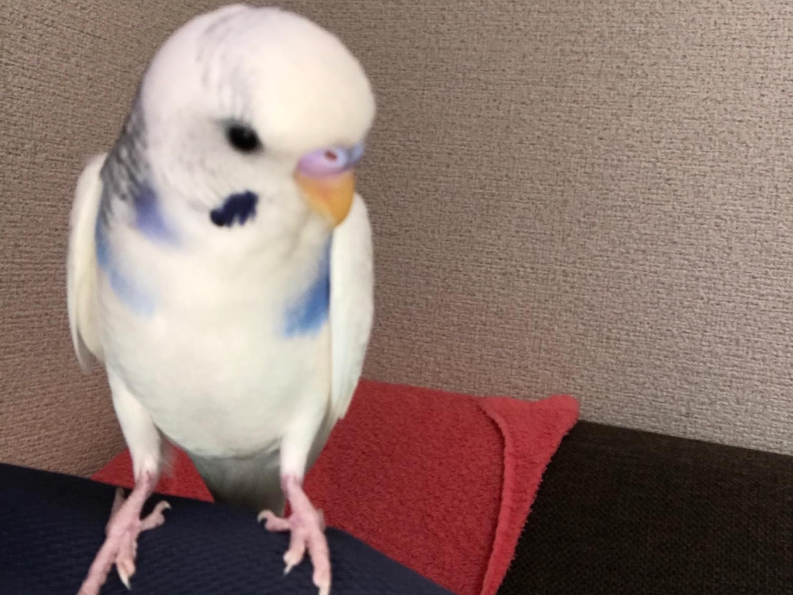 ももたんちゃん ももたんちゃん