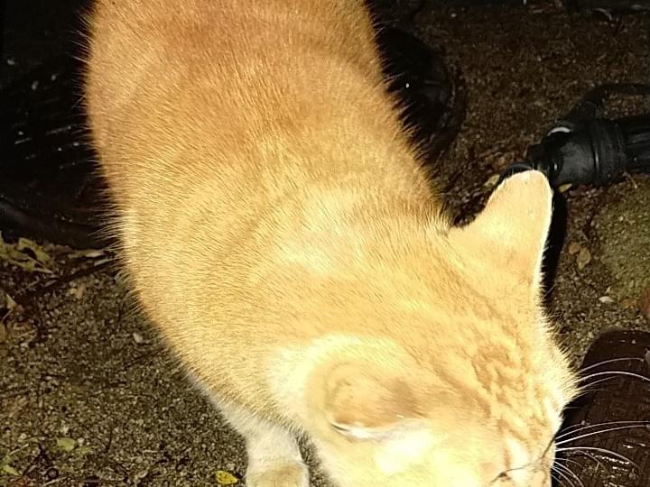 目撃された猫 目撃された猫