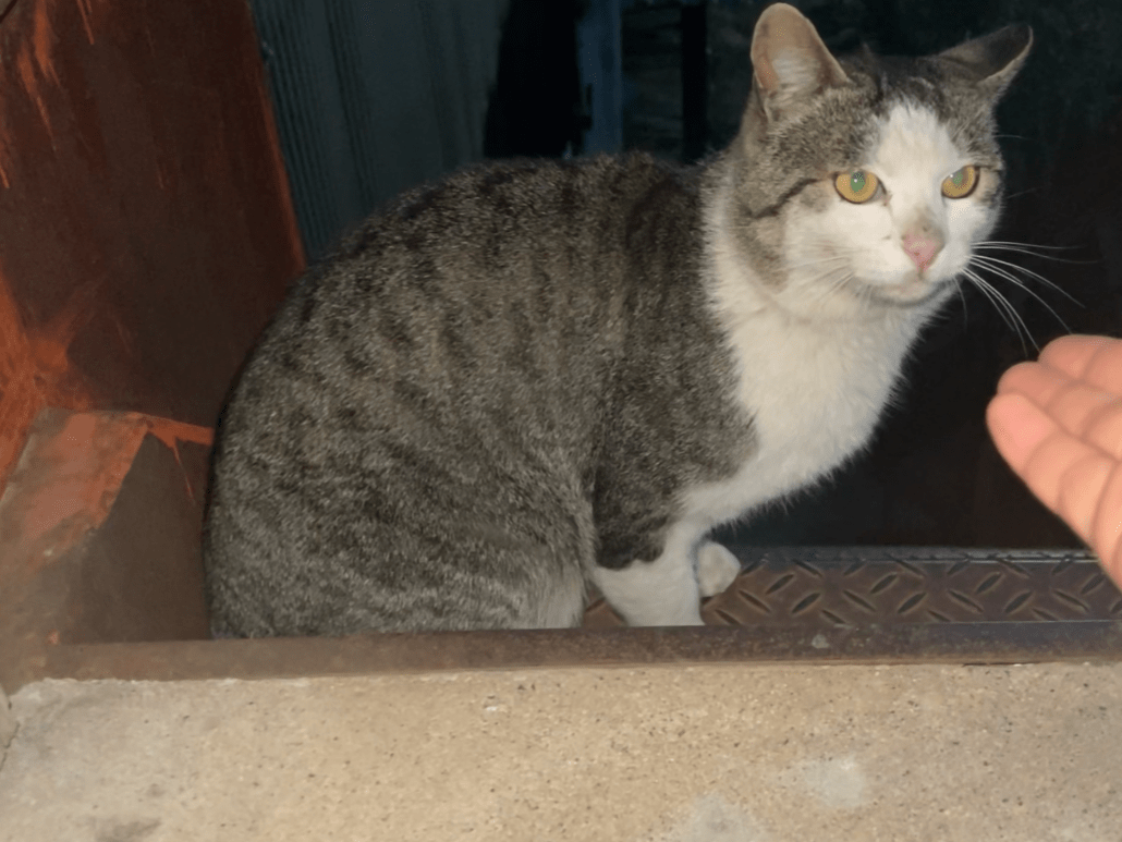 保護された猫 保護された猫