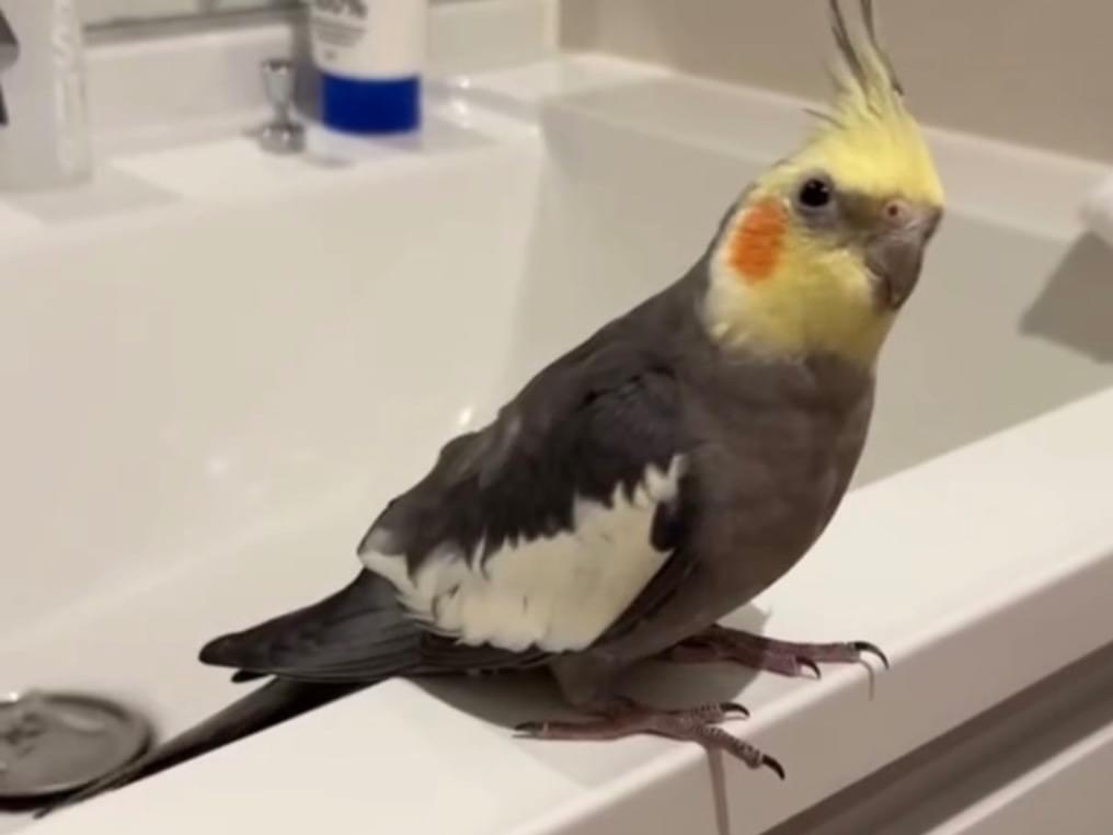 ジジちゃん ジジちゃん