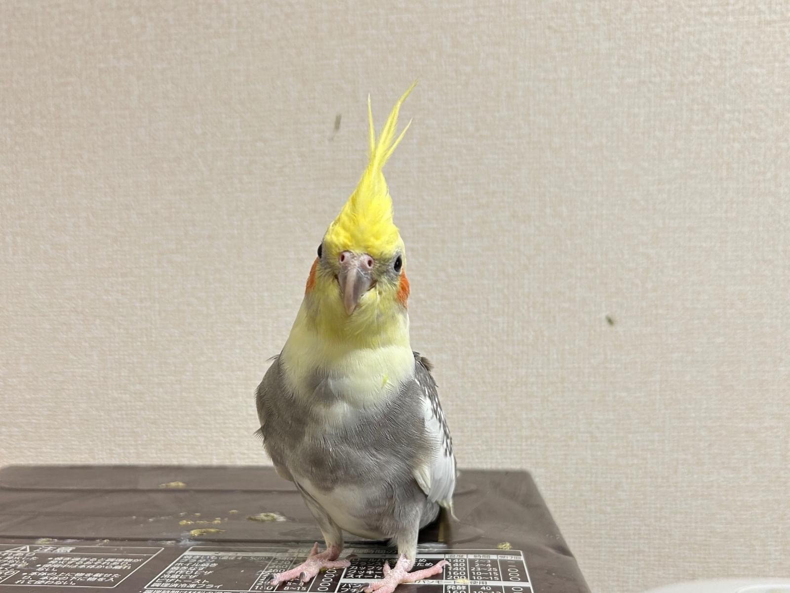 ムーちゃん ムーちゃん