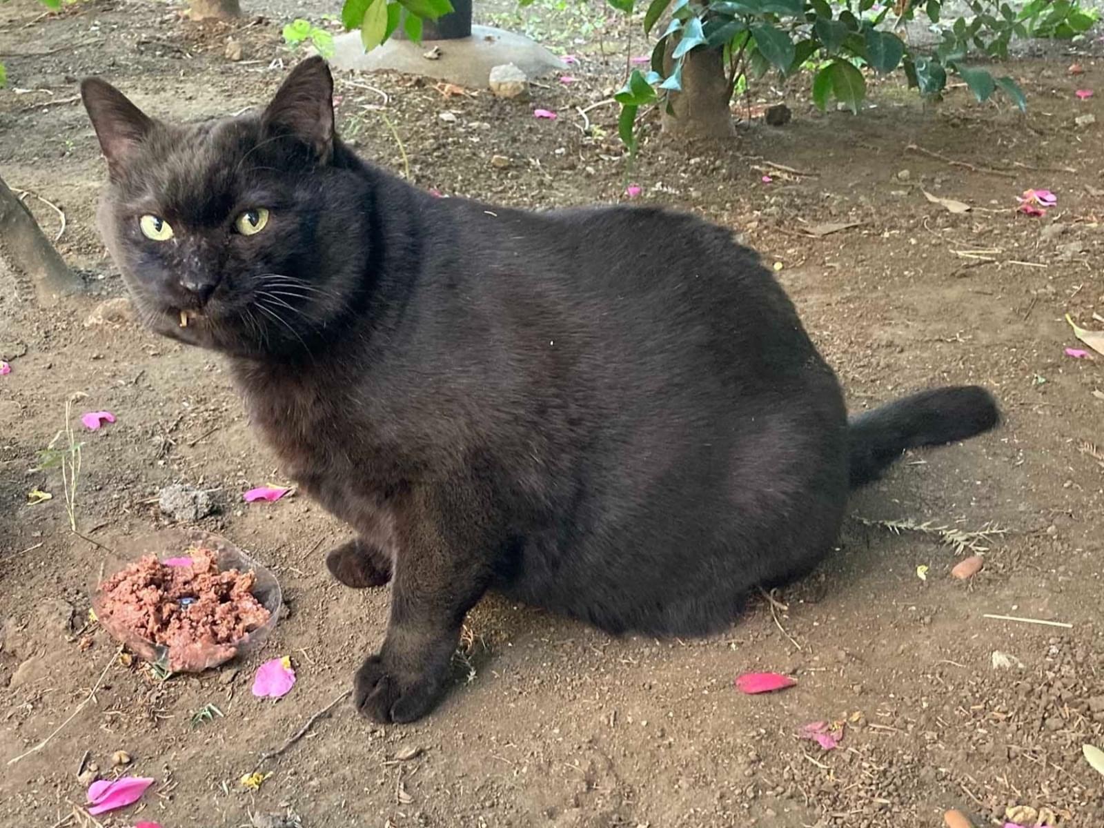 目撃された猫 目撃された猫