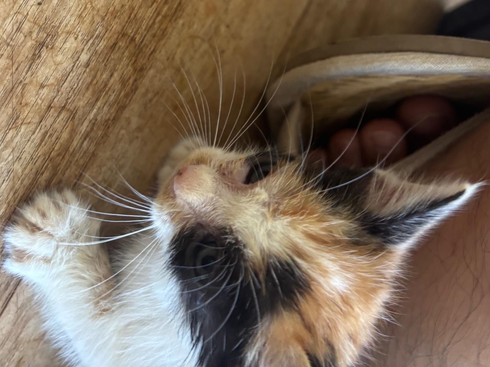 保護された猫 保護された猫