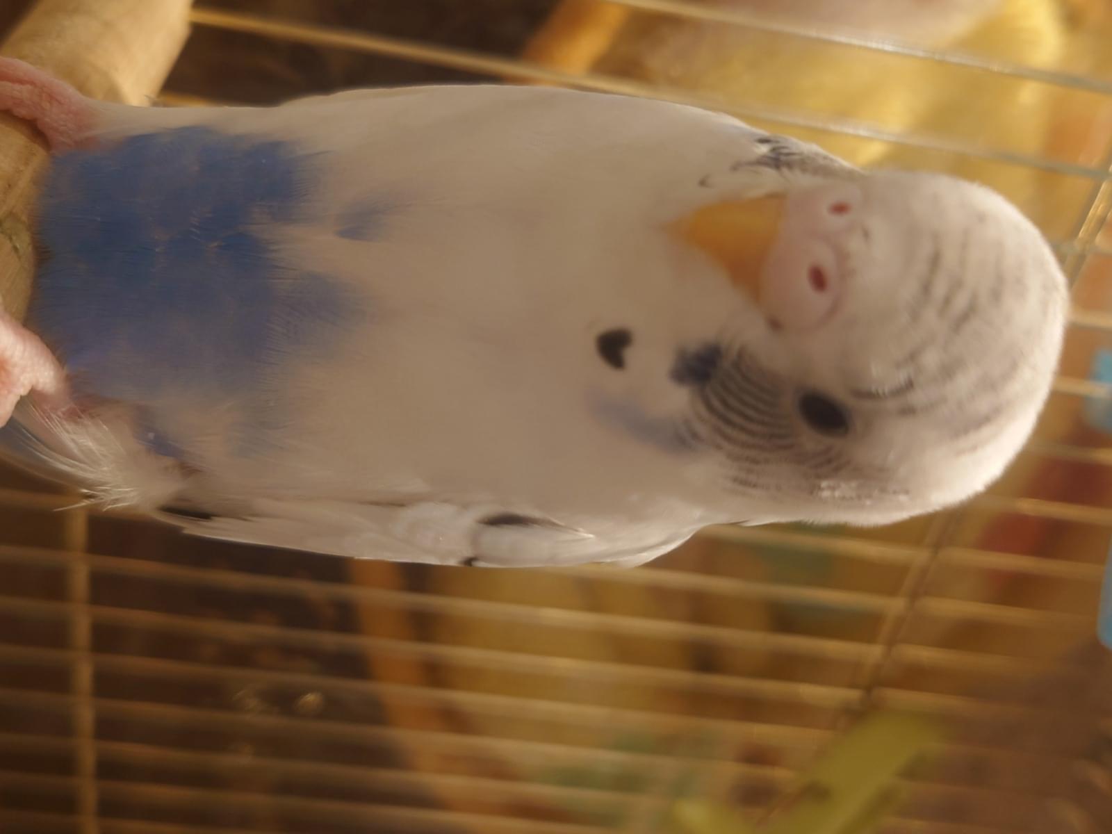 ズーちゃん ズーちゃん