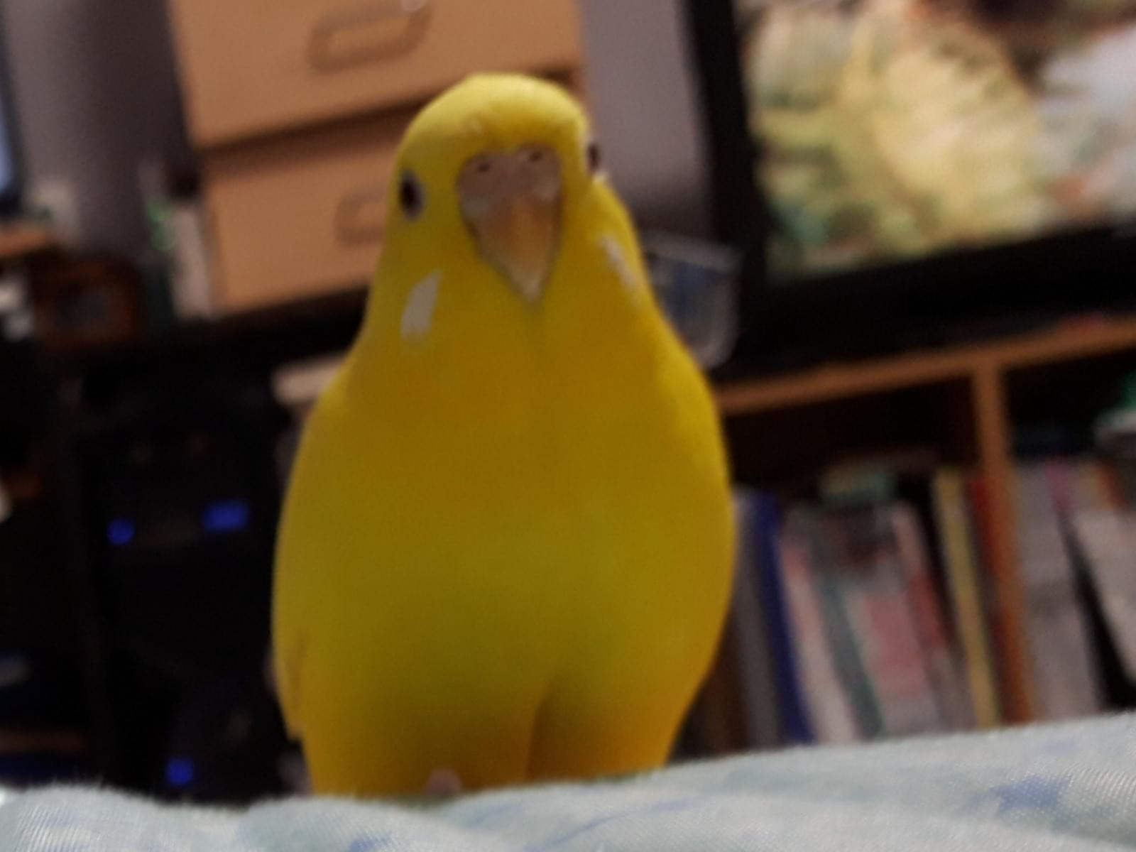 ポッポちゃん ポッポちゃん