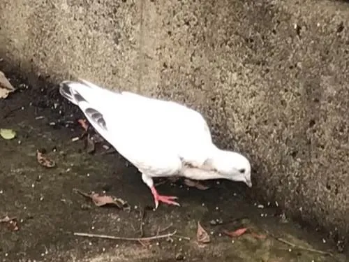 鳩くらいの大きさの白い鳥で しっぽの方にだけ黒色の模様 足は赤色で 左足に青色のバンドが付いています