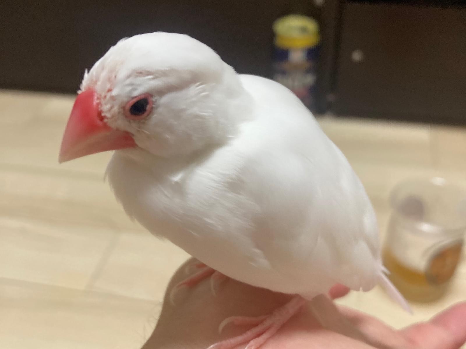 ぴいちゃん ぴいちゃん