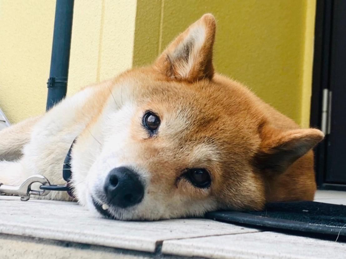 さくらちゃん さくらちゃん