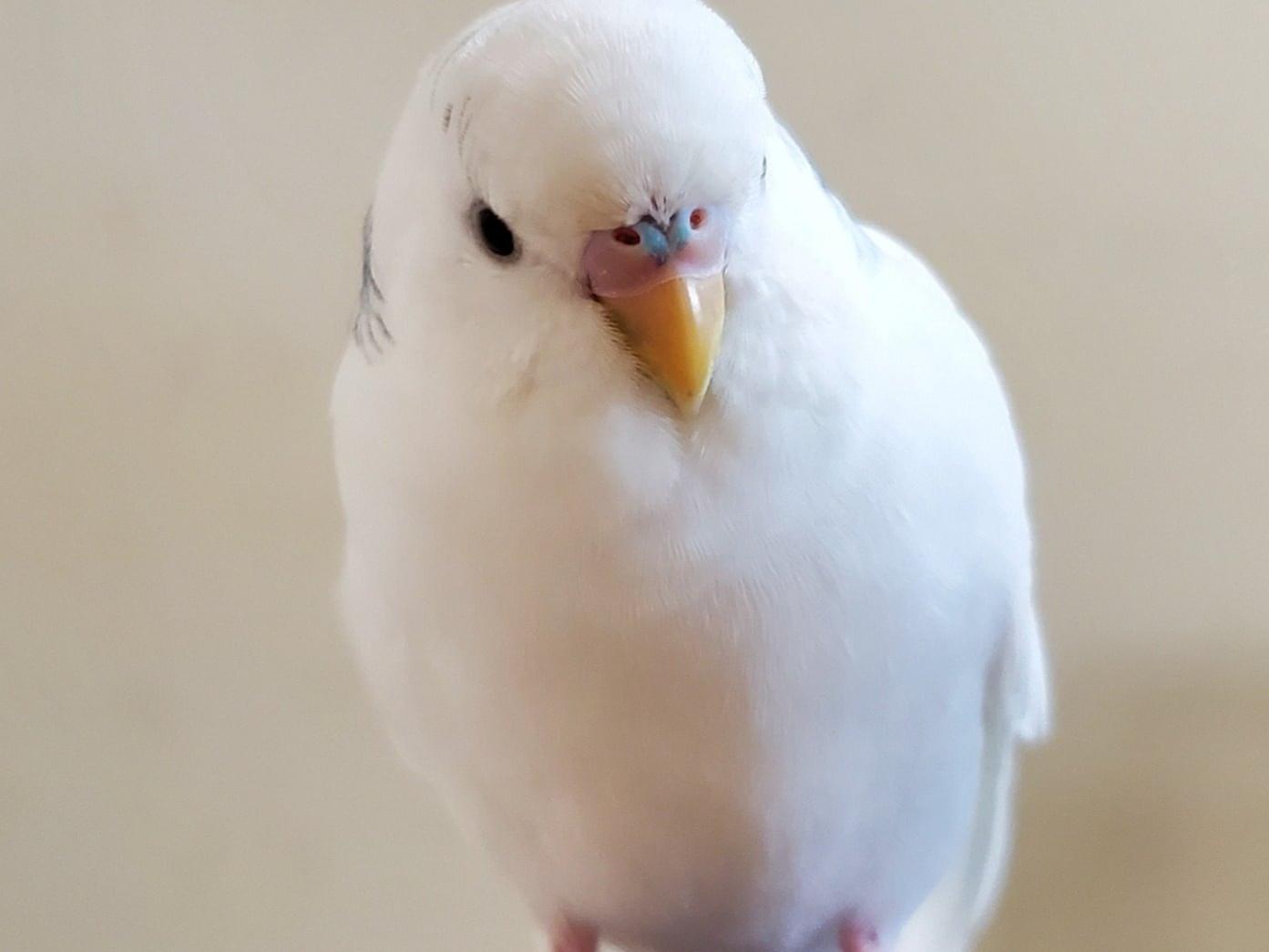 ソラちゃん ソラちゃん