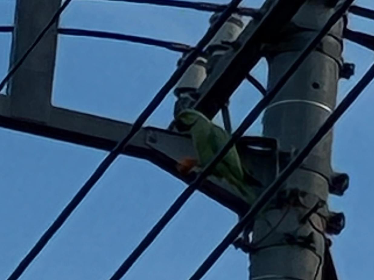 目撃された鳥 目撃された鳥