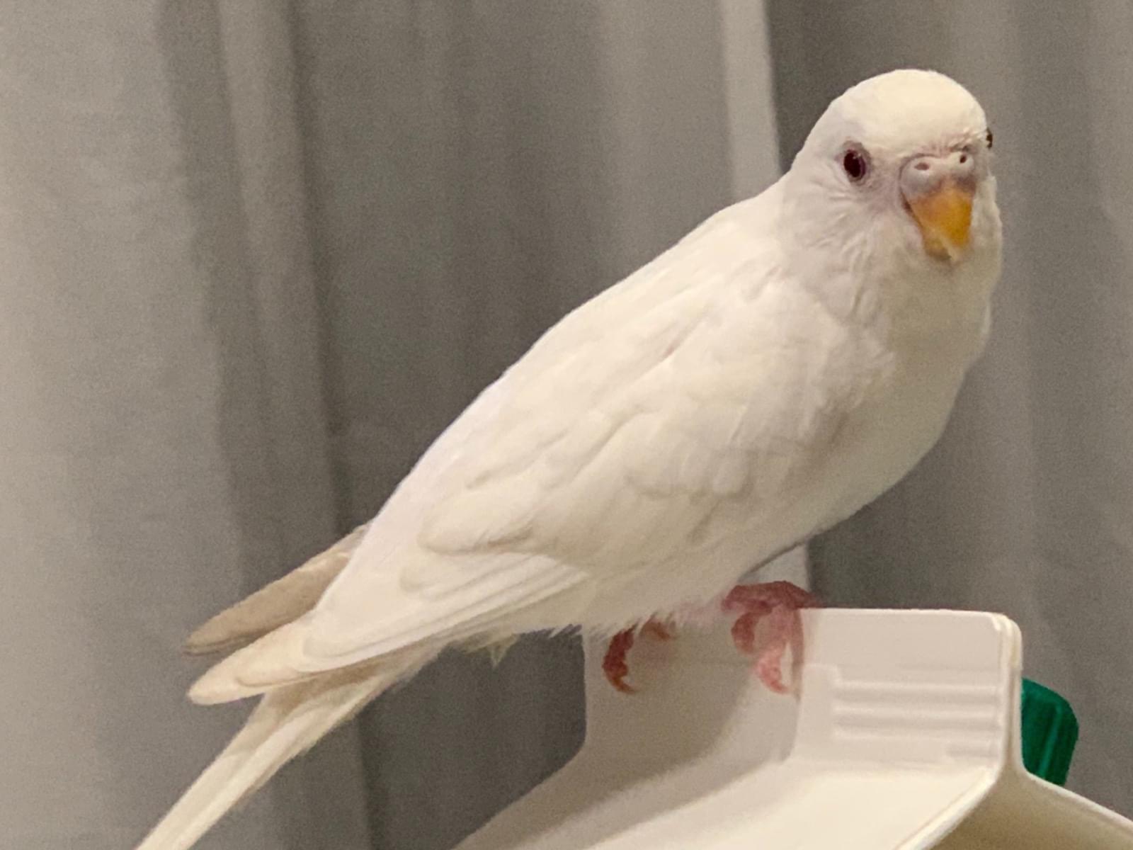 シュウトクちゃん シュウトクちゃん