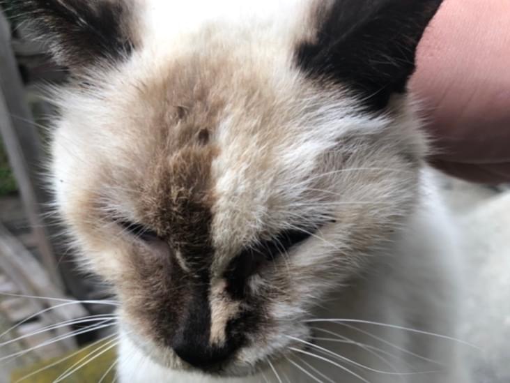 保護された猫 保護された猫