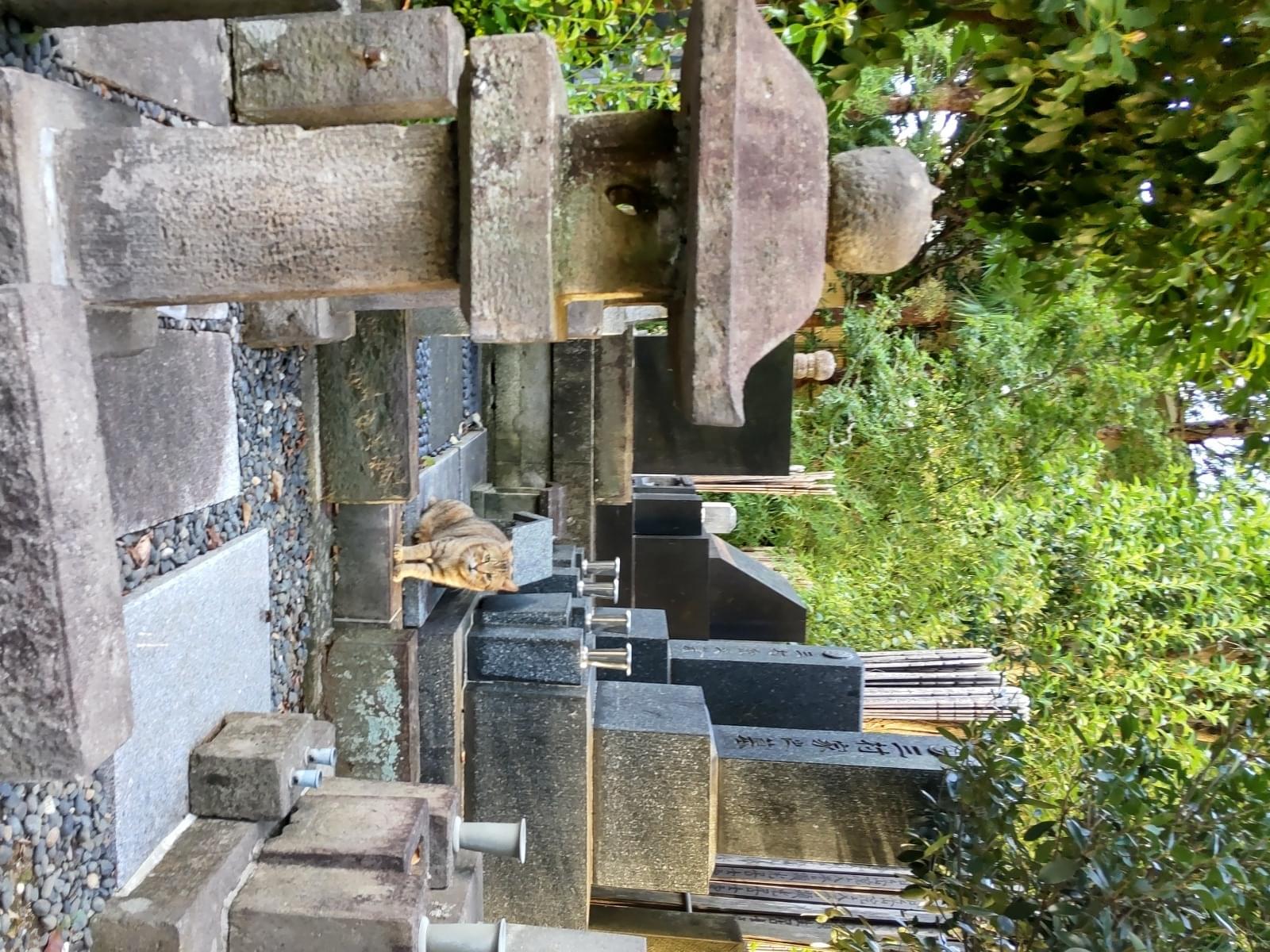 目撃された猫 目撃された猫