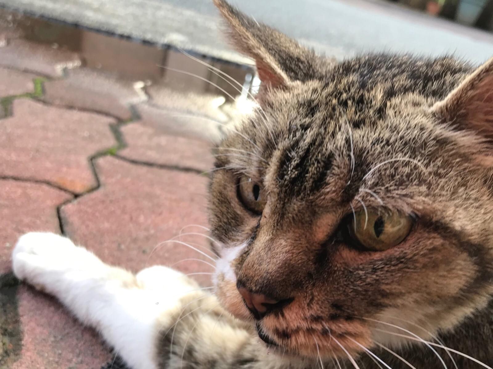 目撃された猫 目撃された猫