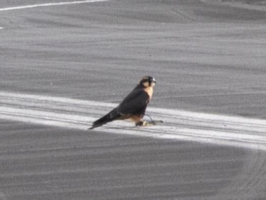 目撃された鳥 目撃された鳥