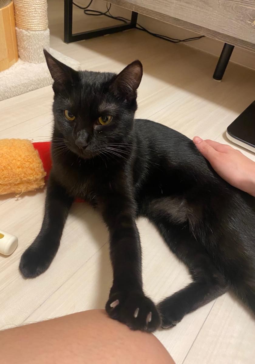 真っ黒な怖がり猫