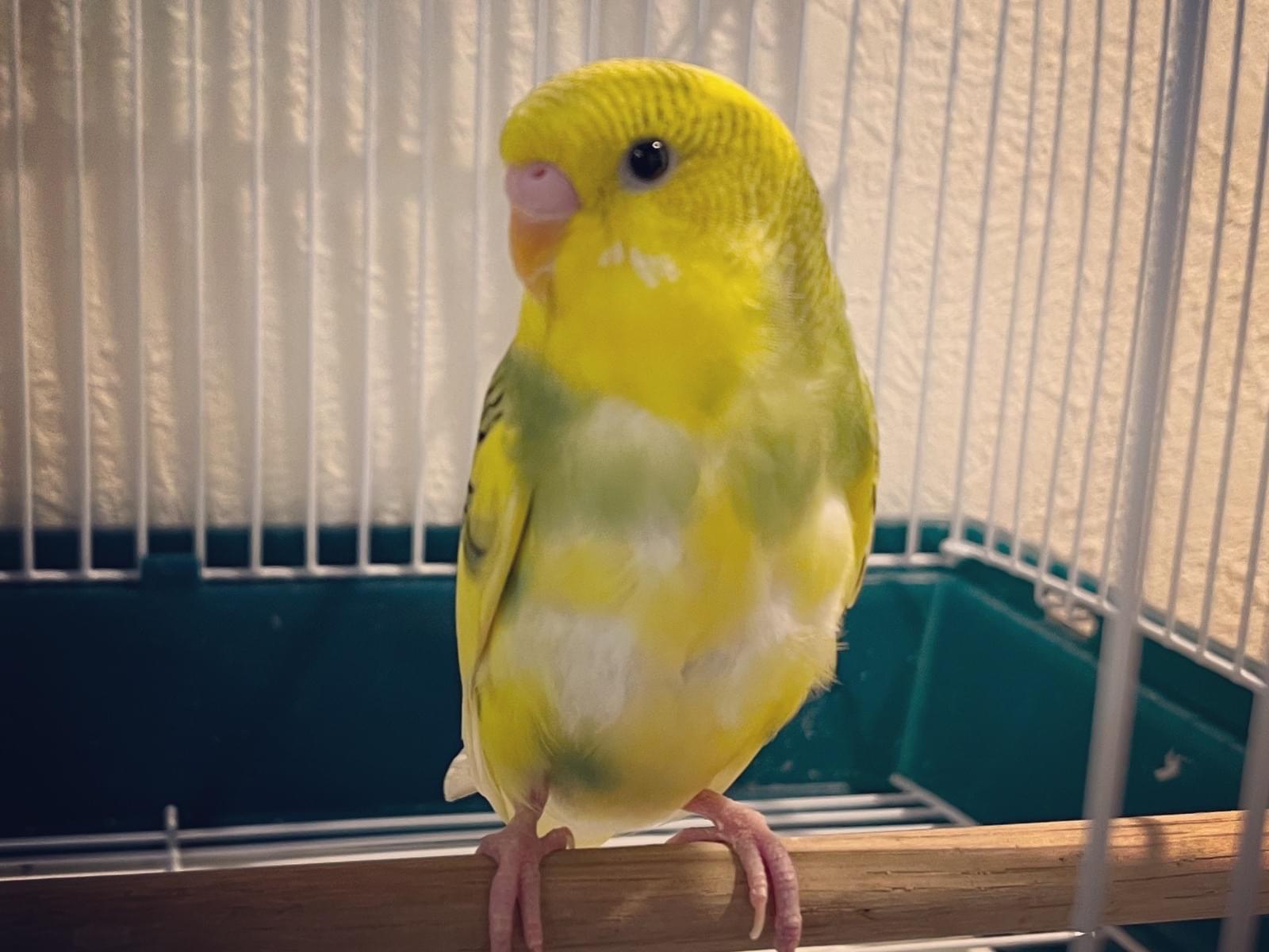 ラスコちゃん ラスコちゃん