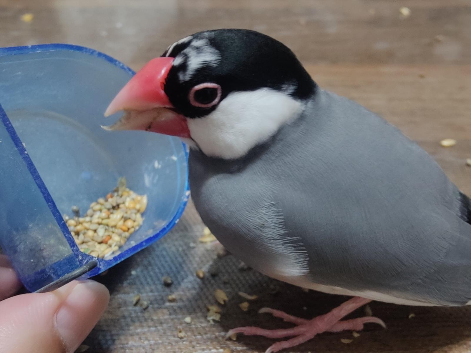 保護された鳥 保護された鳥