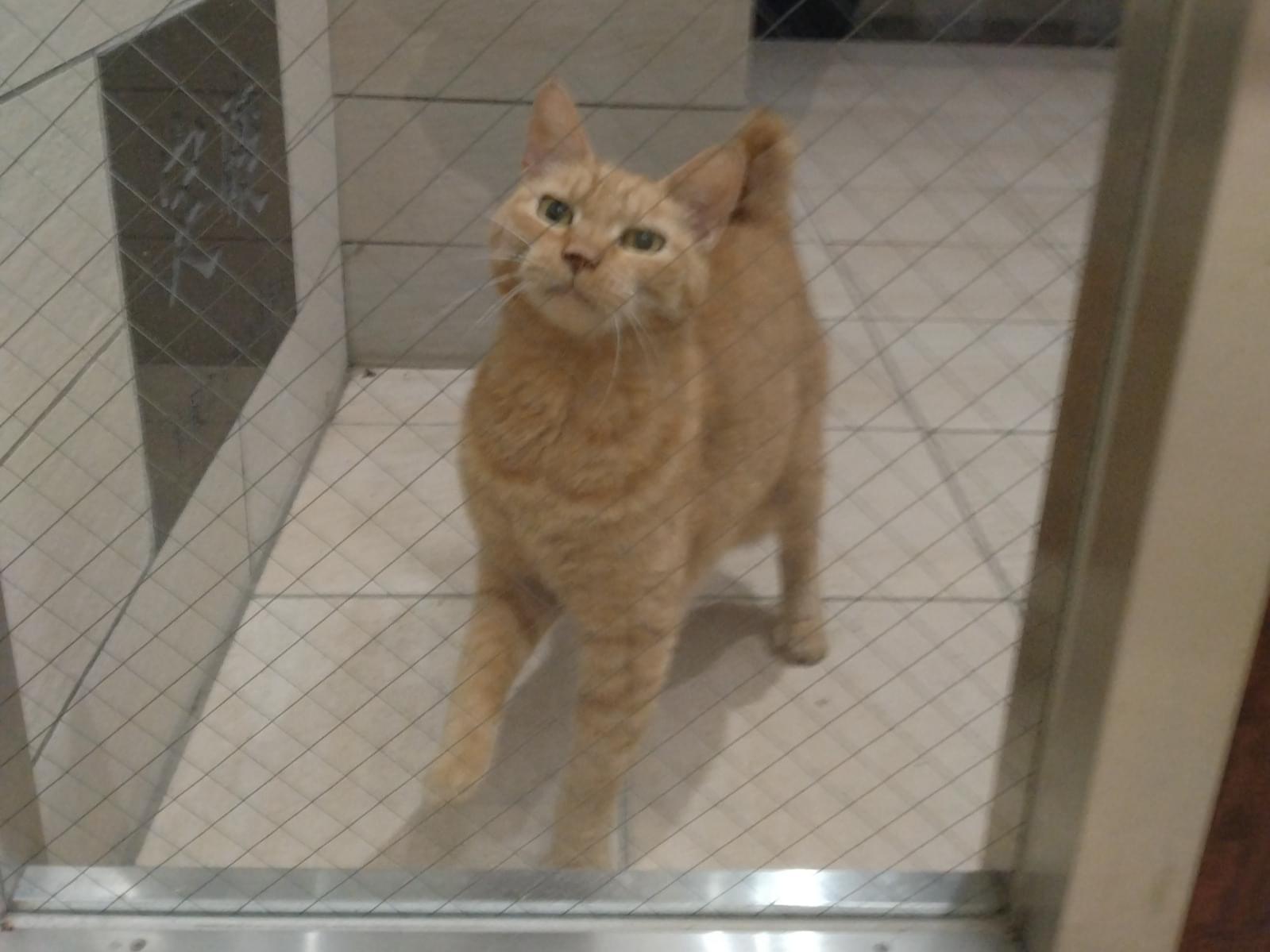 目撃された猫 目撃された猫