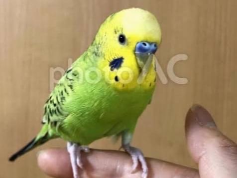 目撃された鳥 目撃された鳥