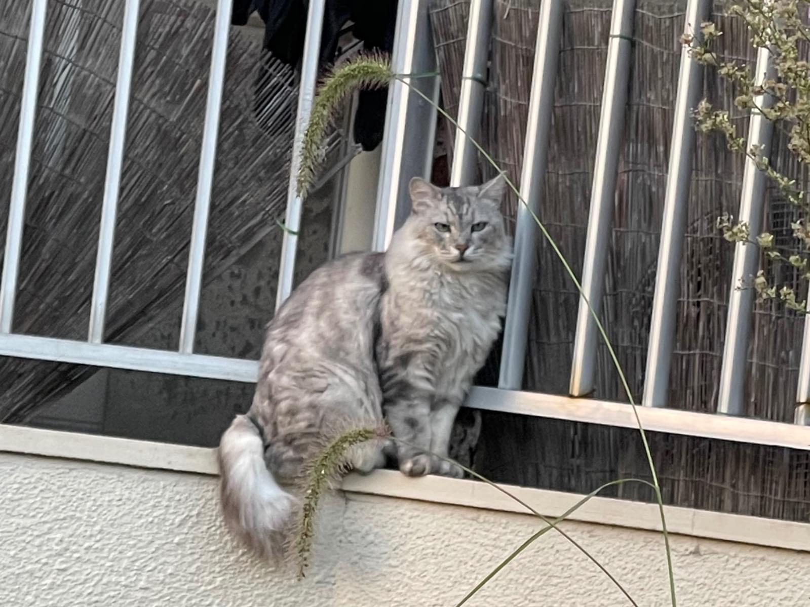 目撃された猫