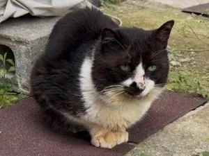 全国の迷子の猫 (10365件)