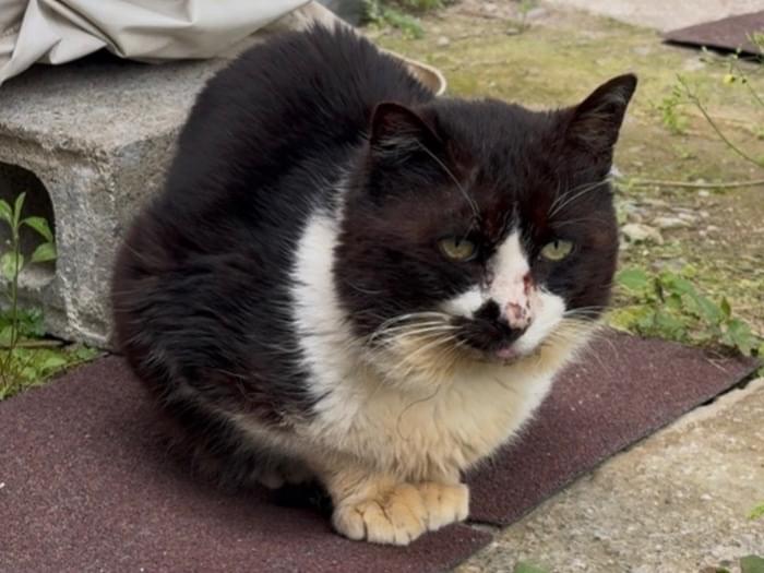 目撃された猫