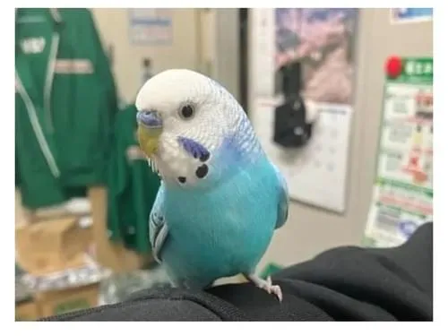 コンビニで保護されたインコ