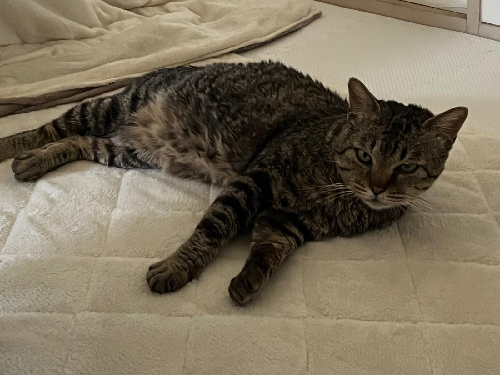 保護された猫 保護された猫