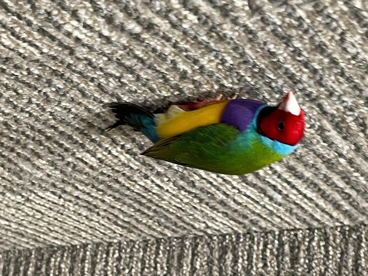 目撃された鳥 目撃された鳥