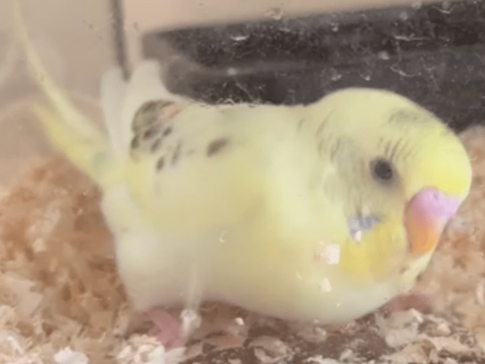 ラムネちゃん ラムネちゃん