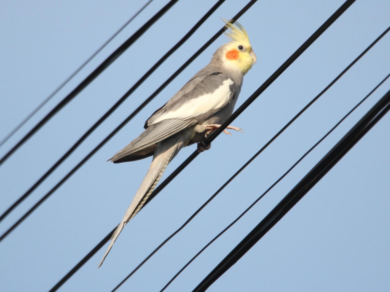 目撃された鳥 目撃された鳥