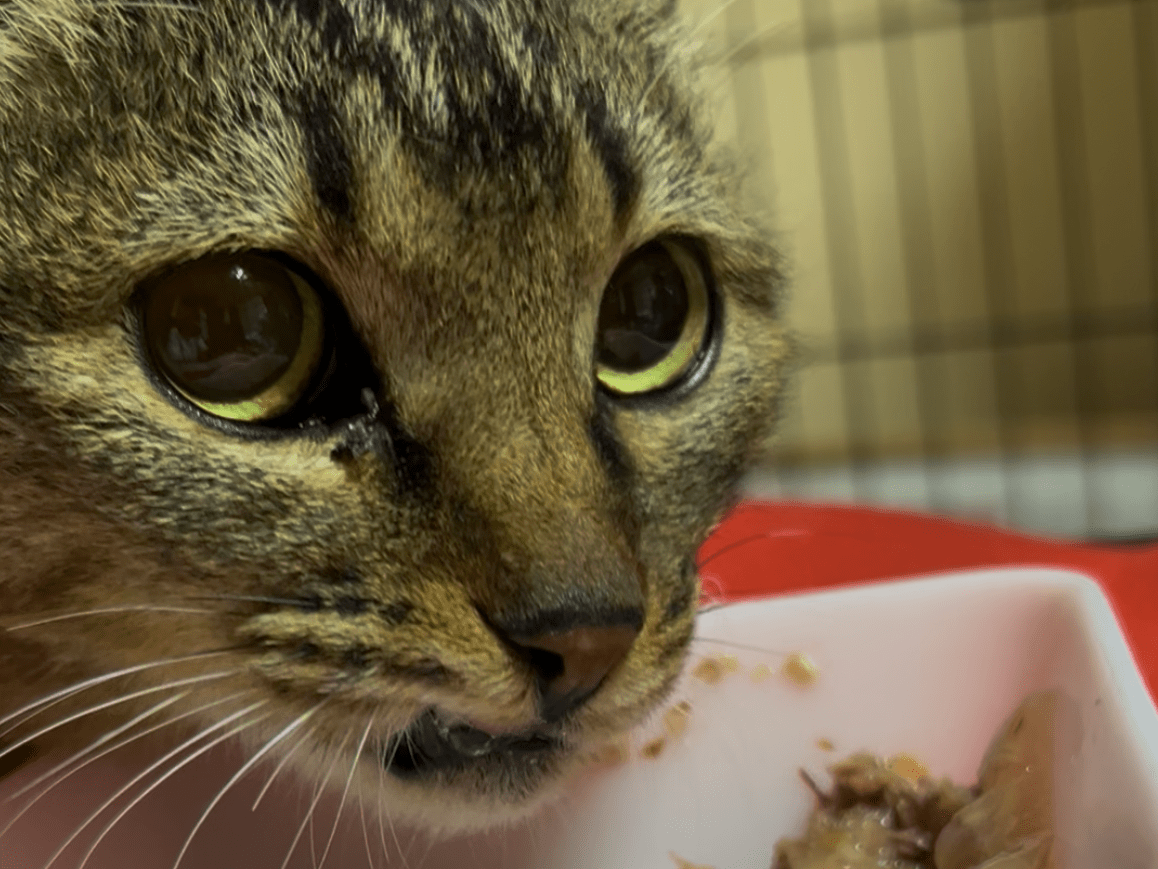 保護された猫 保護された猫