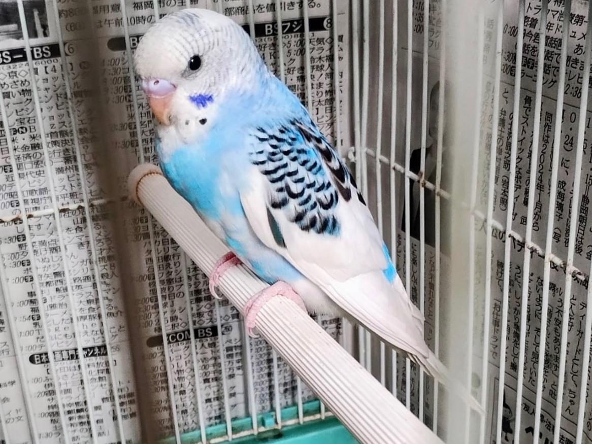 保護された鳥