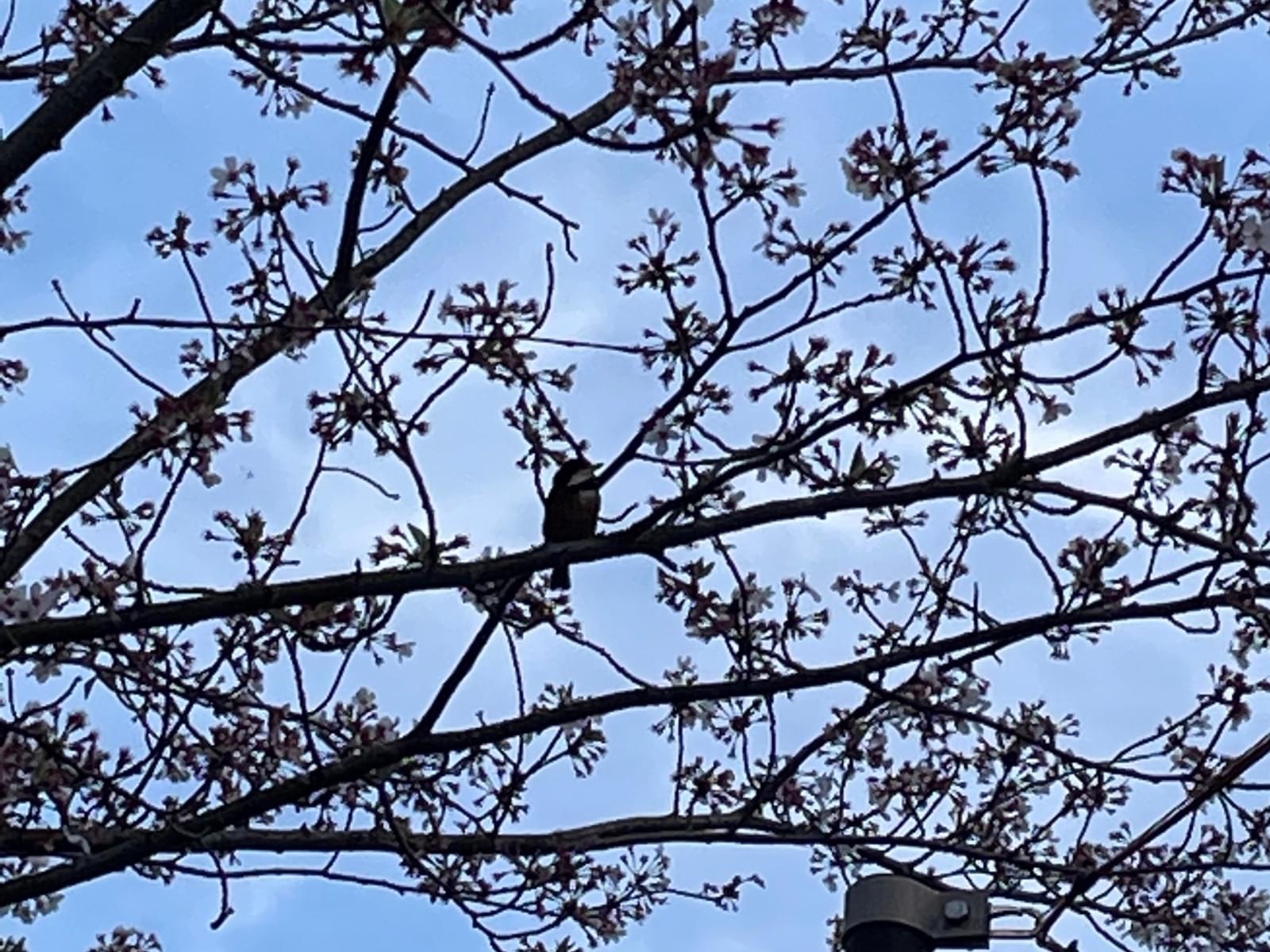 目撃された鳥 目撃された鳥