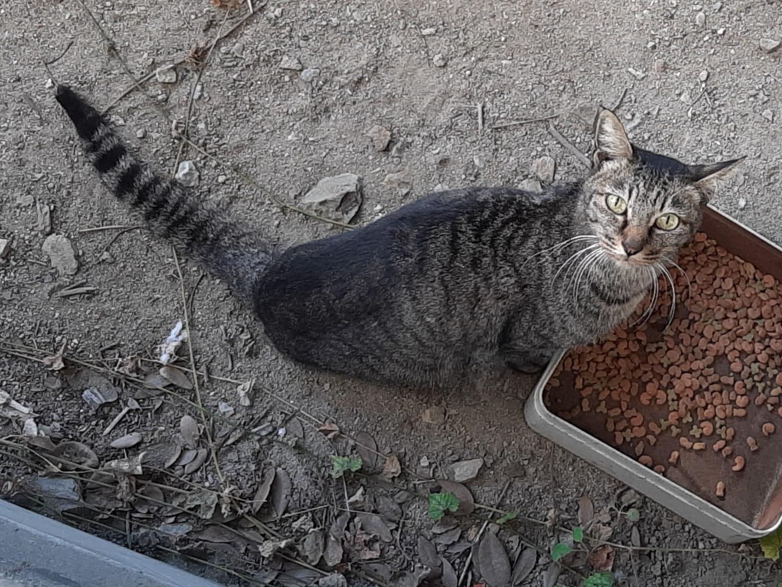 目撃された猫 目撃された猫