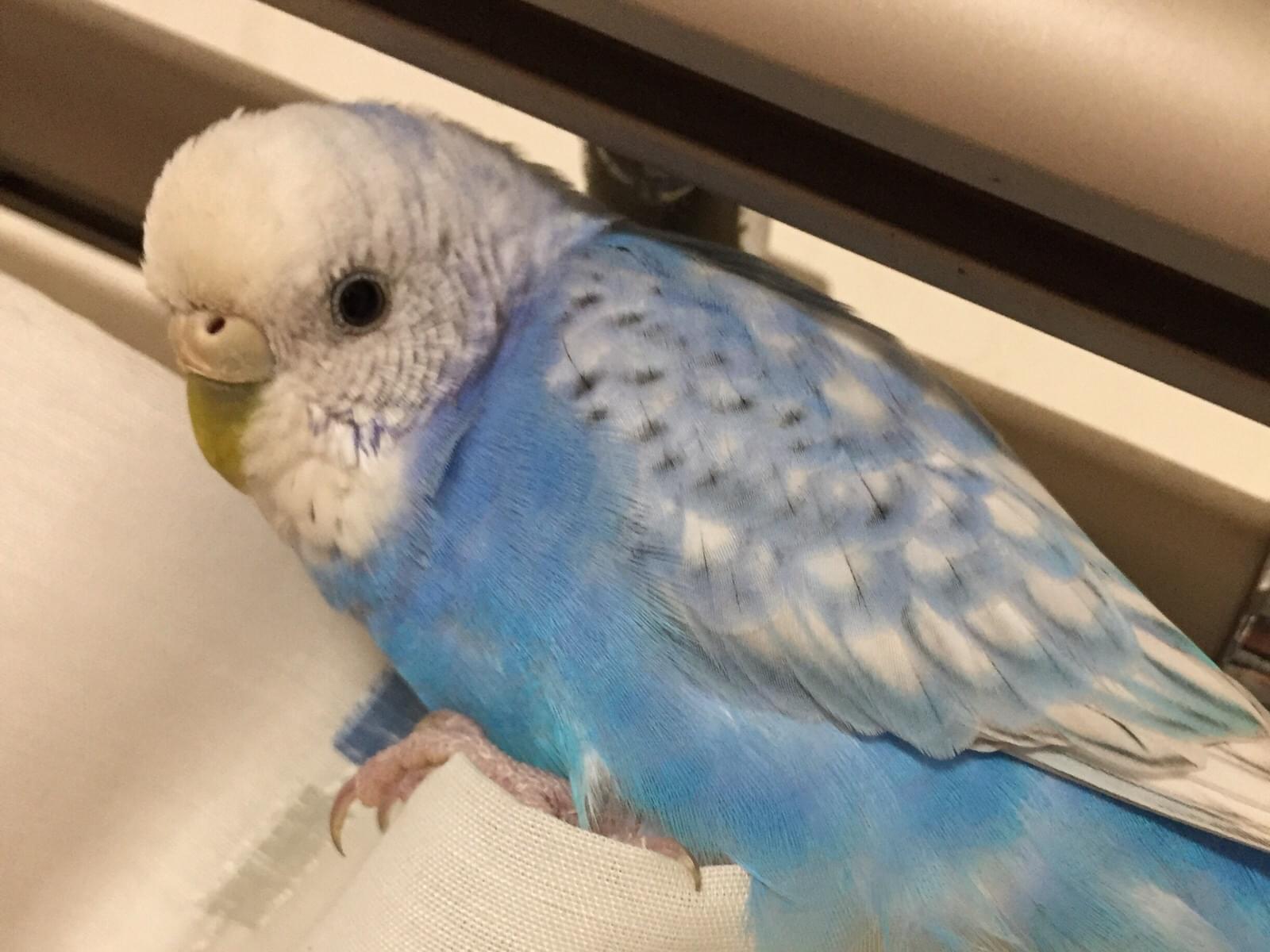 ぴーちゃん ぴーちゃん