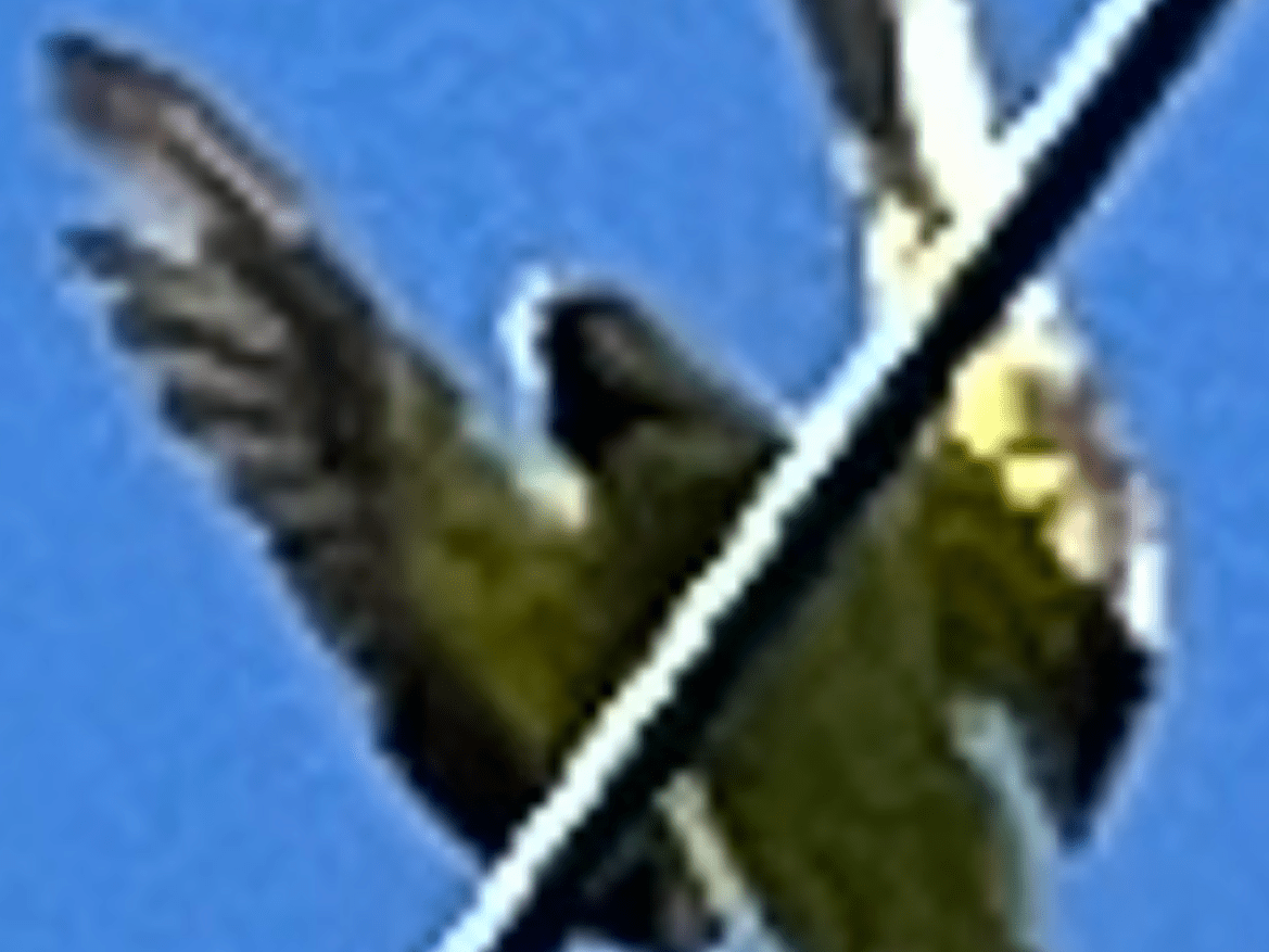 目撃された鳥 目撃された鳥