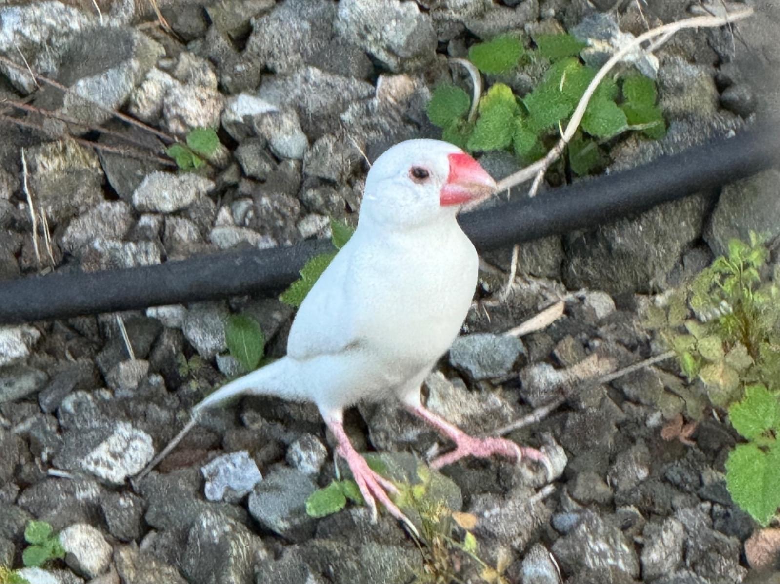 目撃された鳥 目撃された鳥